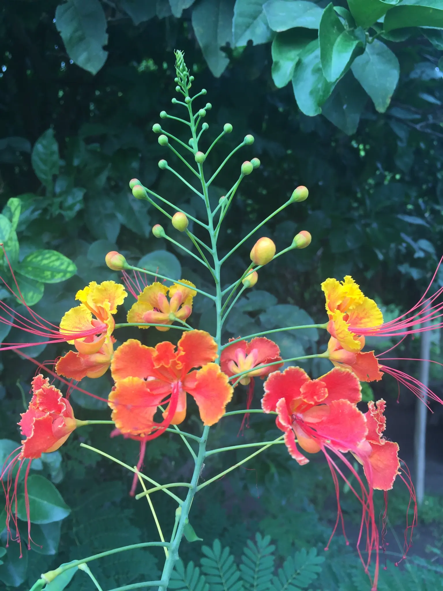 Ometepe Island Nicaragua