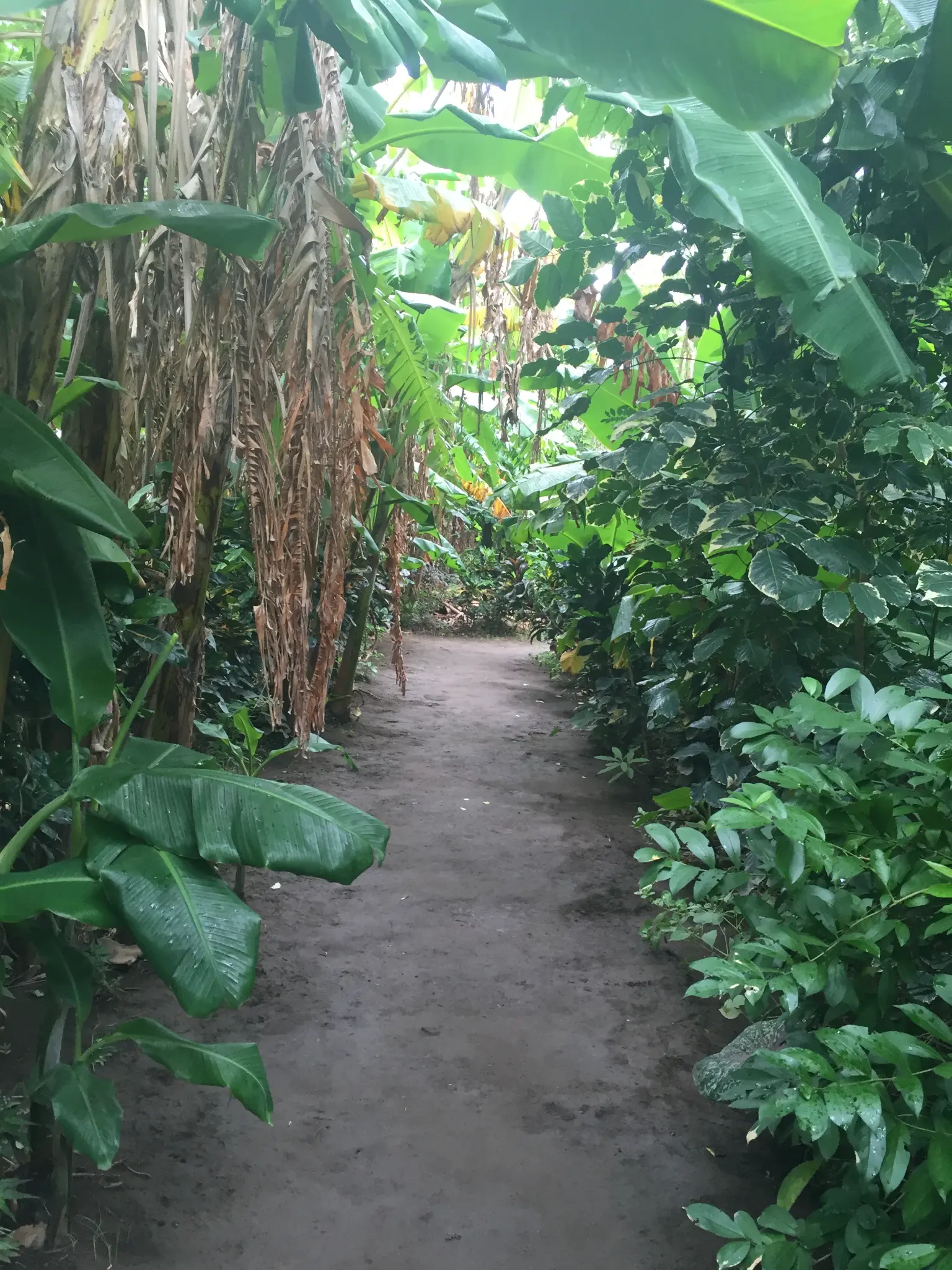 Ometepe Island Nicaragua
