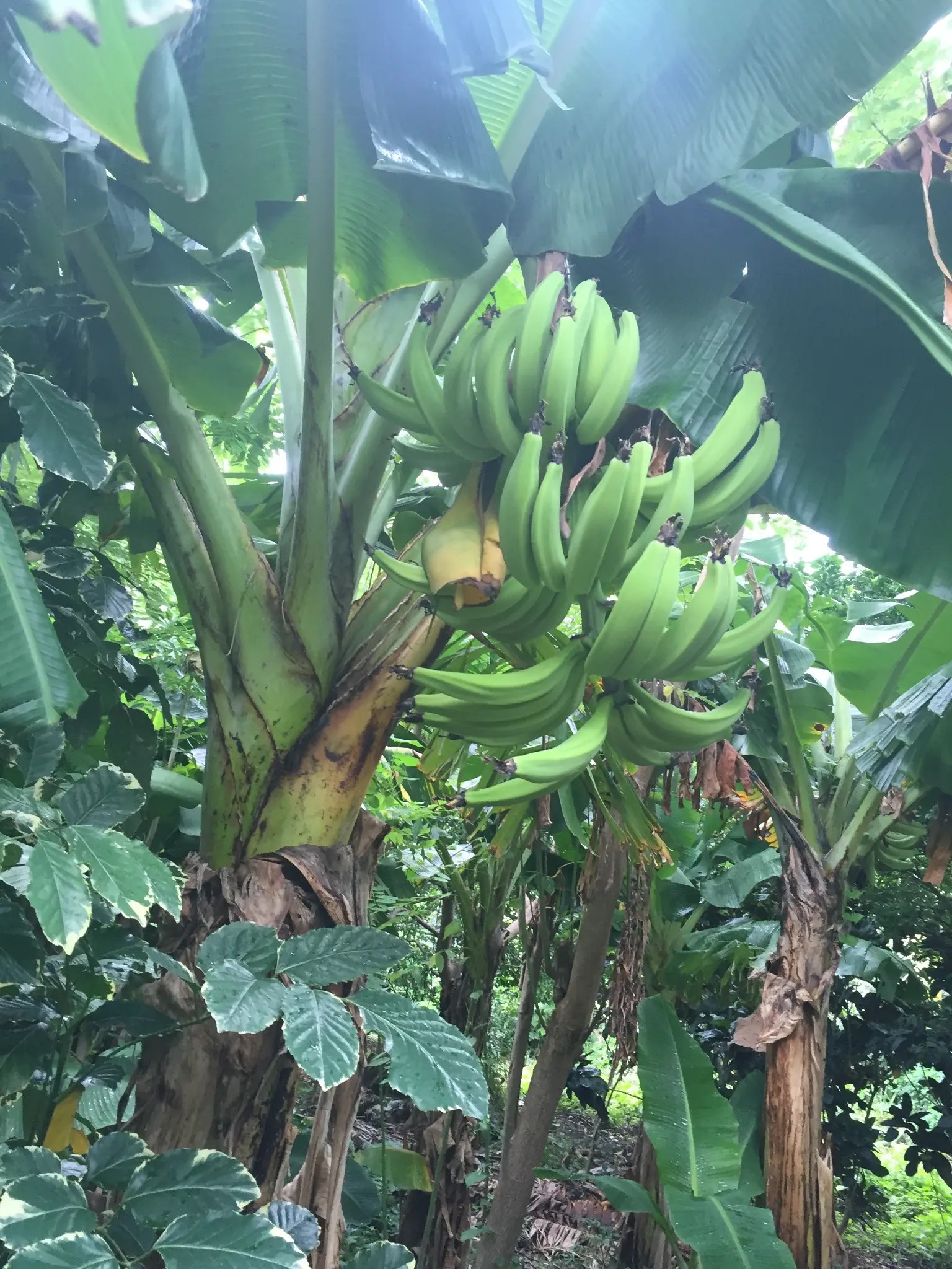 Ometepe Island Nicaragua