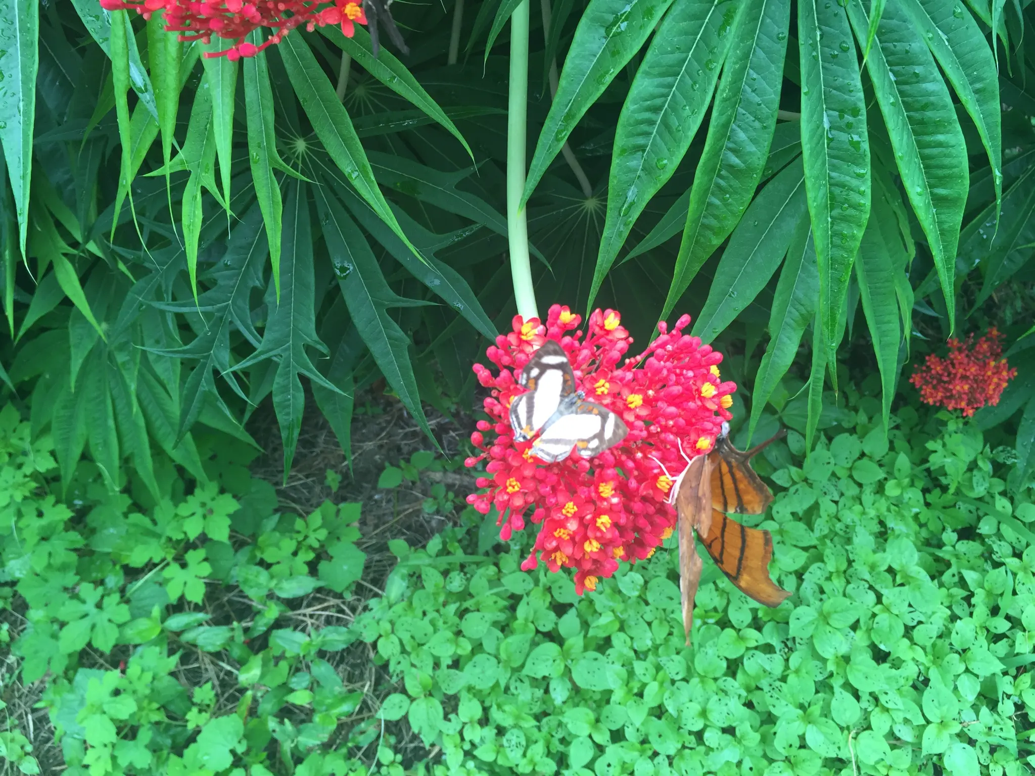 Ometepe Island Nicaragua