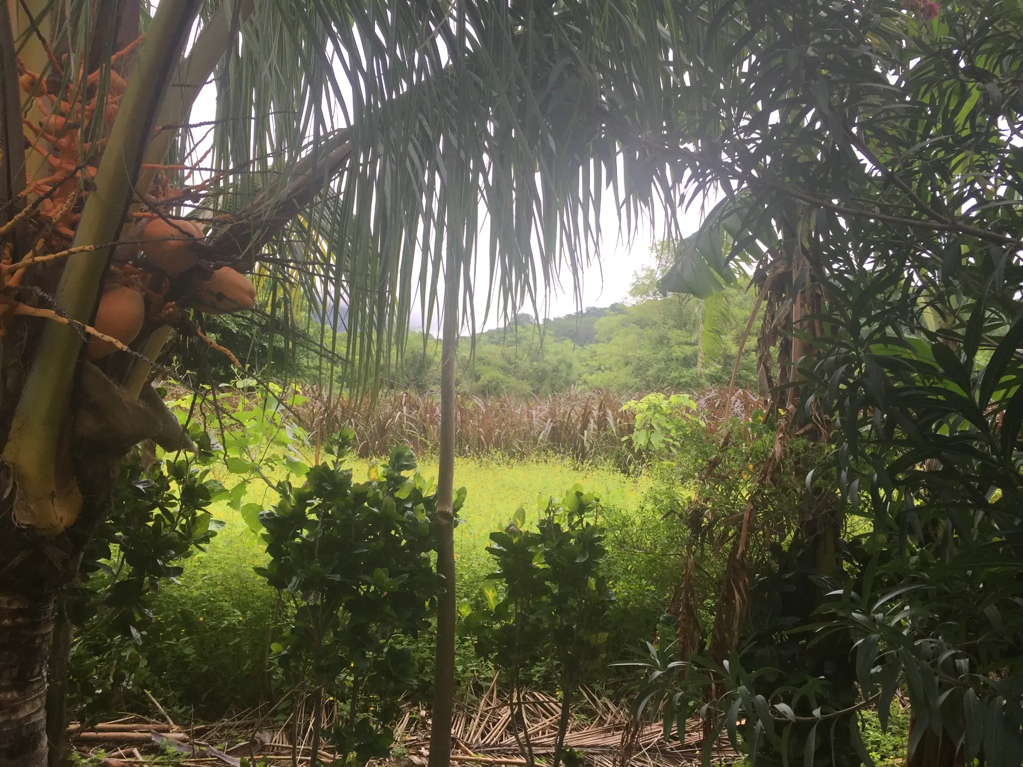 Ometepe Island Nicaragua
