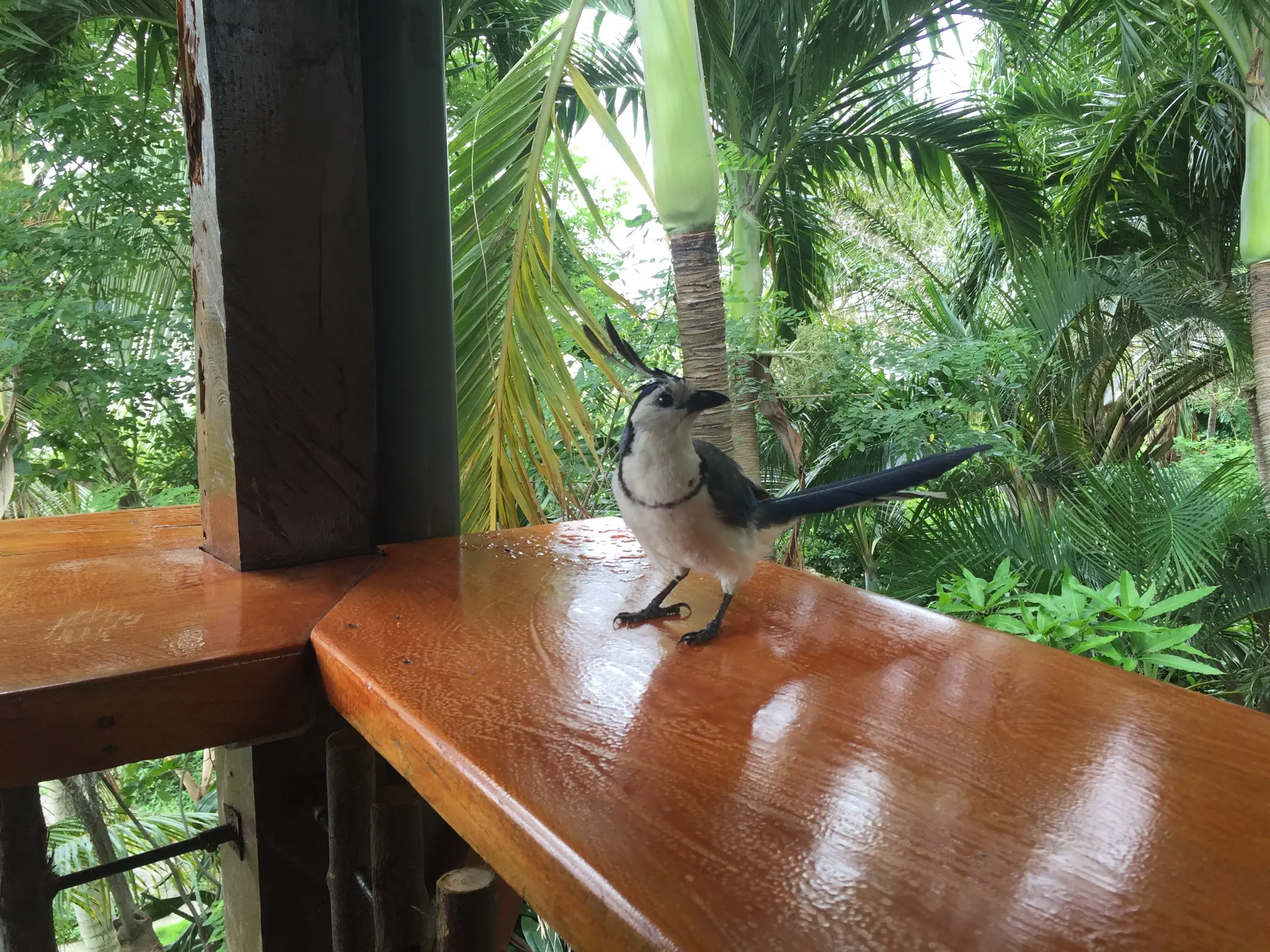 Ometepe Island Nicaragua