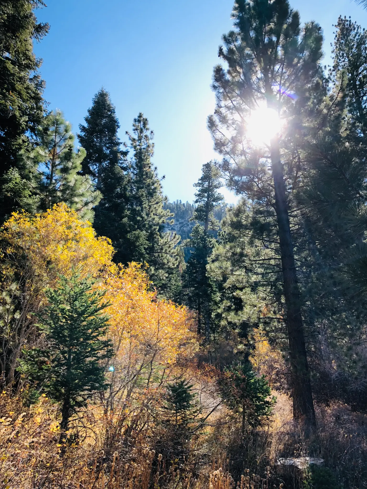 San Bernardino National Forest