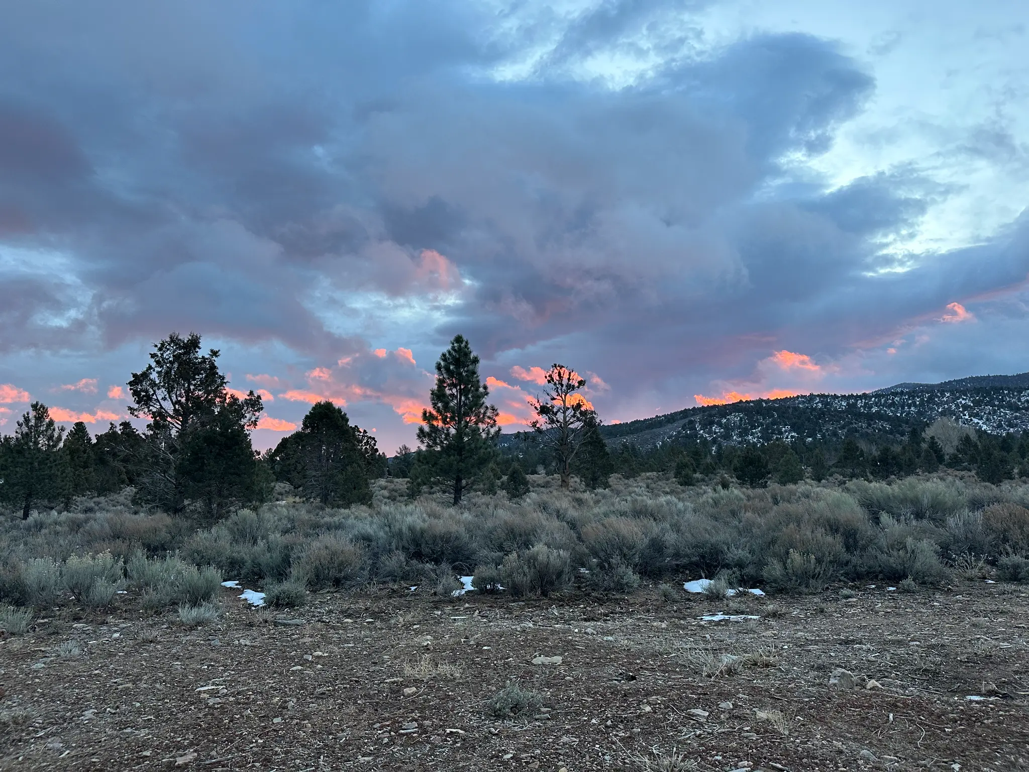 High desert pine forest