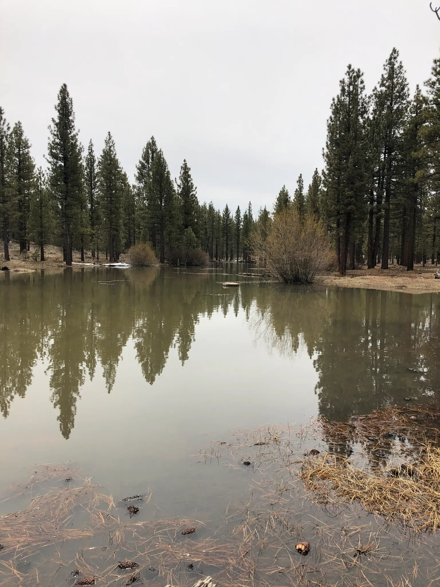 Flooded meadow in early spring, Holcomb Valley