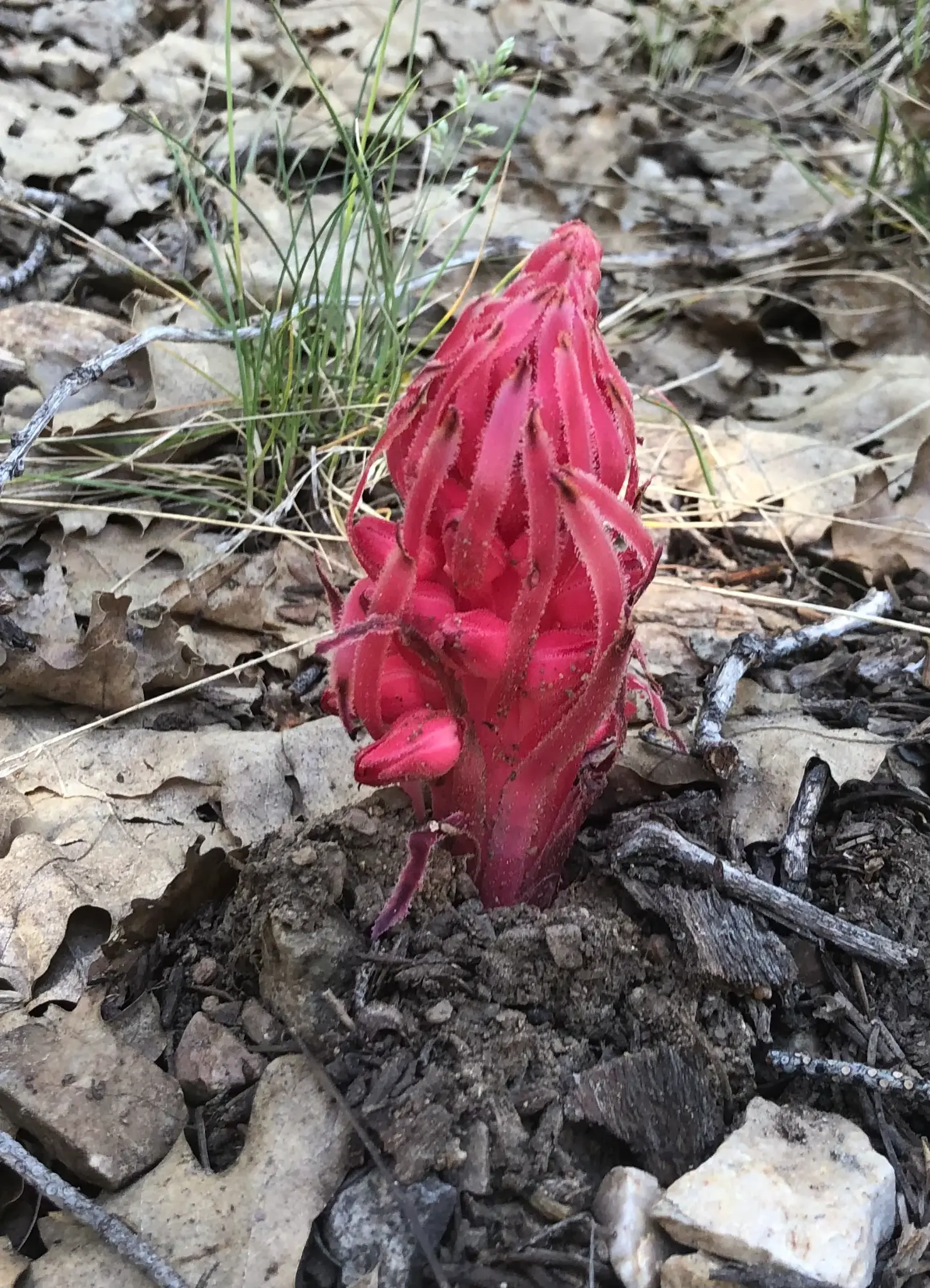 Snow Plant (Sarcodes sanguinea) โ a parasitic wildflower with no chlorophyll, protected by California law
