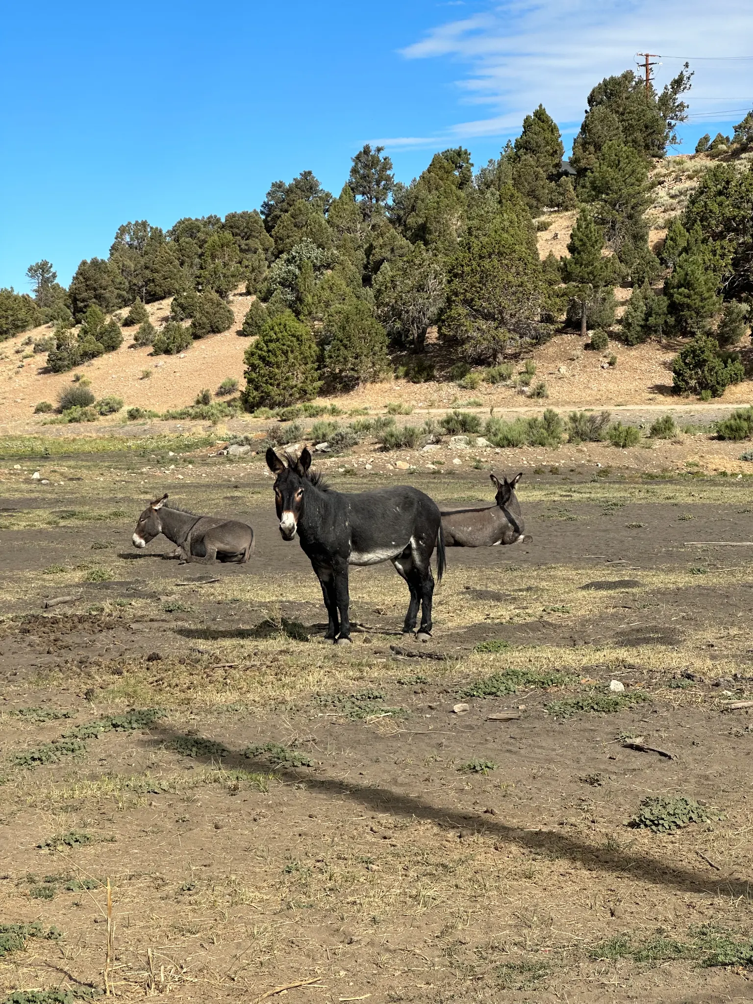 The wild burros โ their location is not disclosed, for their protection