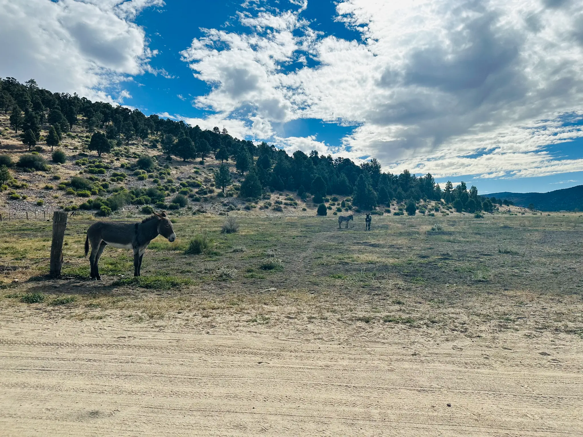 Holcomb Valley โ wild burros are abundant in Big Bear