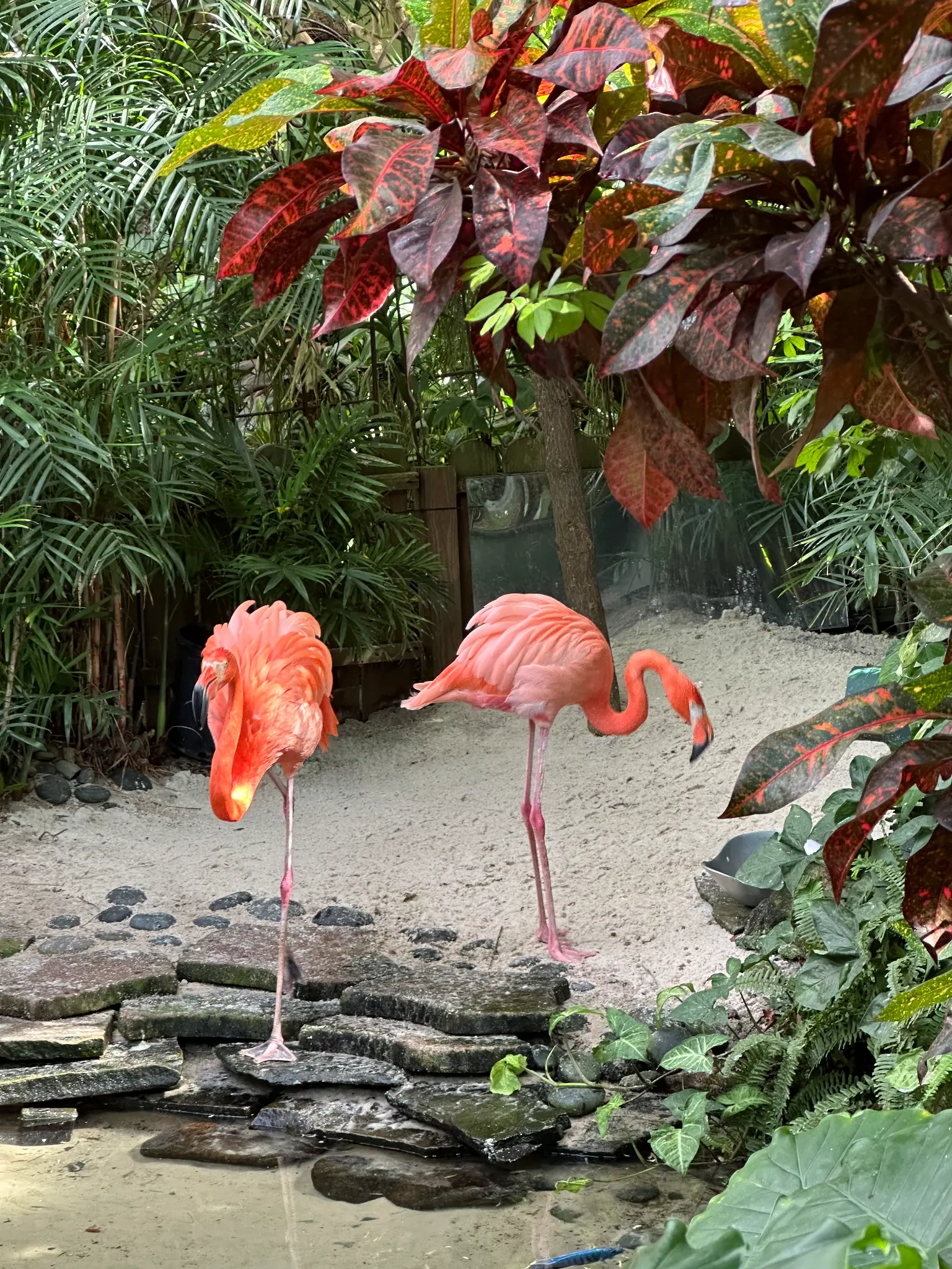 Caribbean Flamingos (Phoenicopterus ruber) on the sandy floor β framed by vivid tropical croton foliage in the conservatory garden