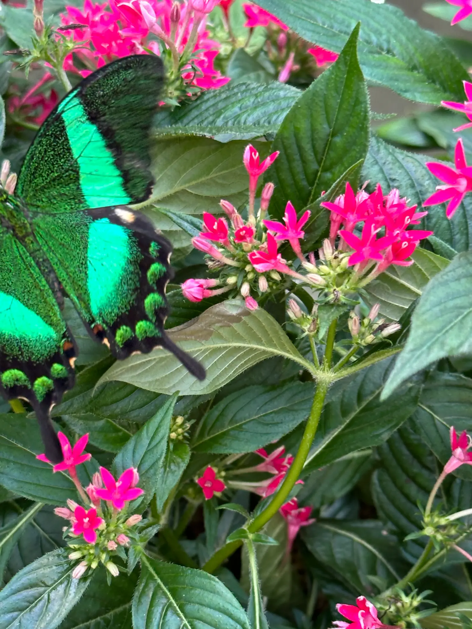Emerald Swallowtail (Papilio palinurus) feeding on pink pentas β the metallic green and teal shimmer is breathtaking