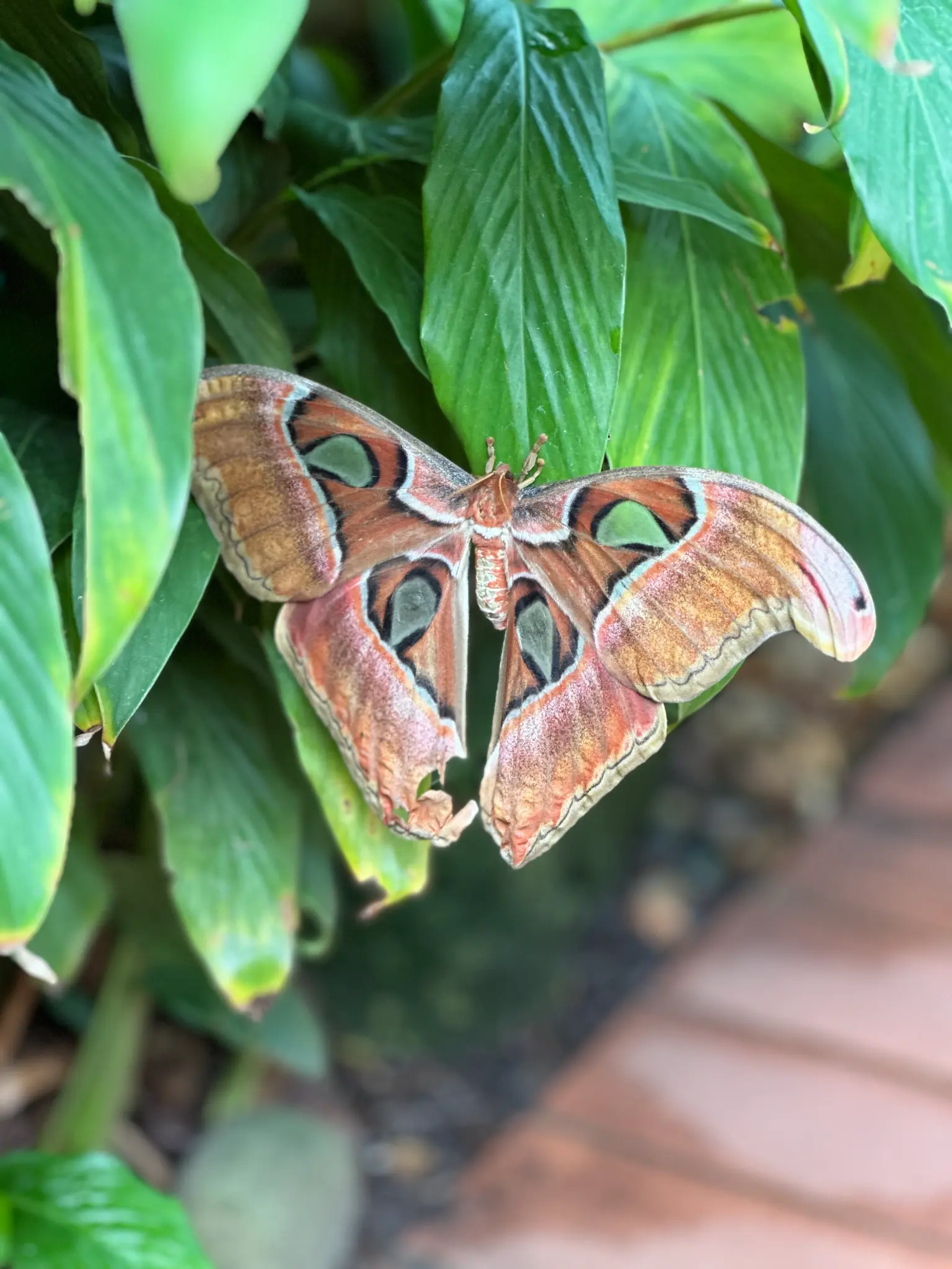 Atlas Moth (Attacus atlas) β one of the largest moths in the world, wings fully spread on tropical foliage