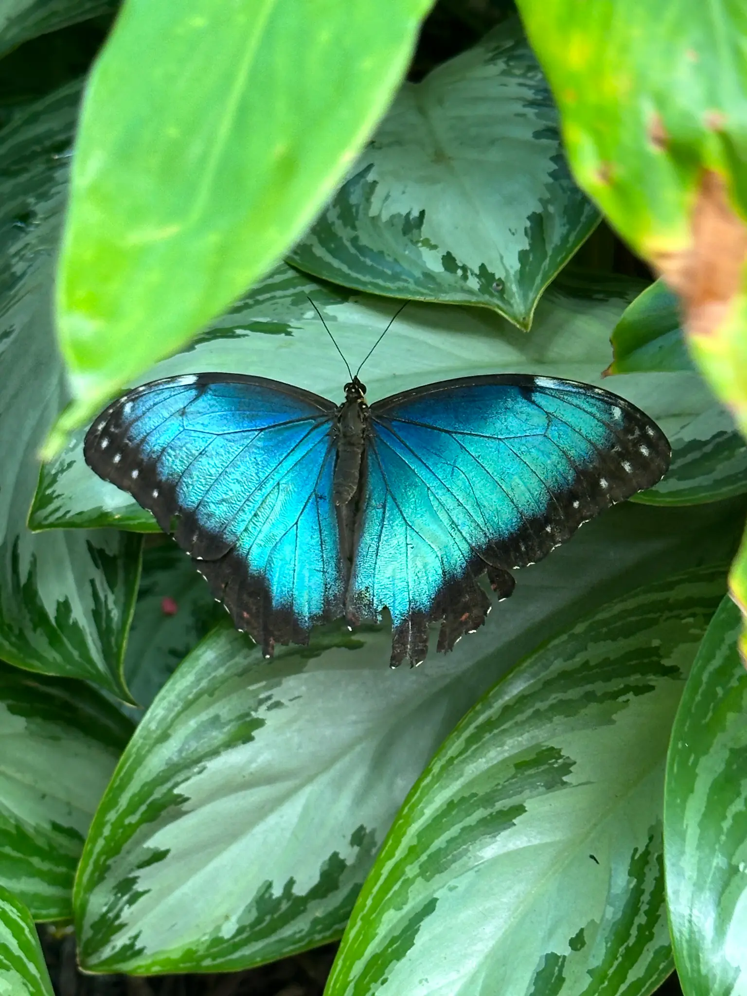 Blue Morpho (Morpho peleides) wings open β that iridescent electric blue is one of natureβs most stunning sights