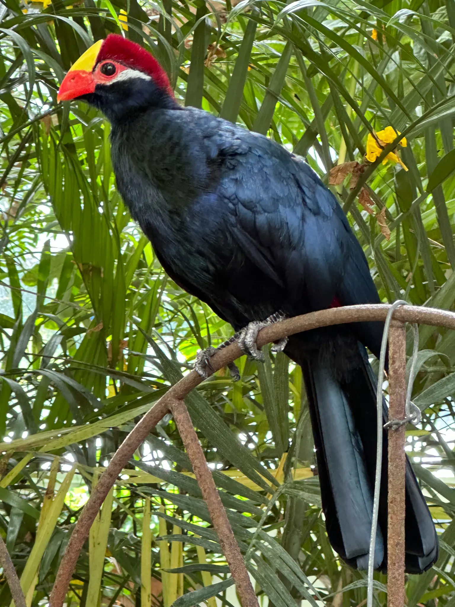 Violet Turaco (Musophaga violacea) perched in the palms β a striking bird with a scarlet crown, yellow bill, and deep blue-black plumage
