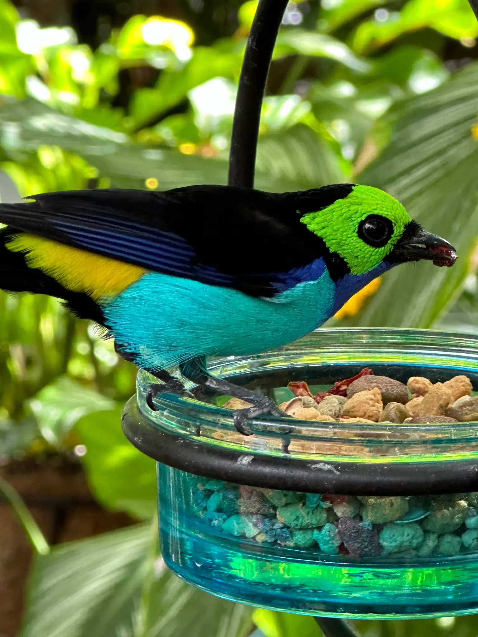 Paradise Tanager (Tangara chilensis) β neon green head, royal blue chest, turquoise belly, and yellow shoulder patch; one of the most colorful birds on earth