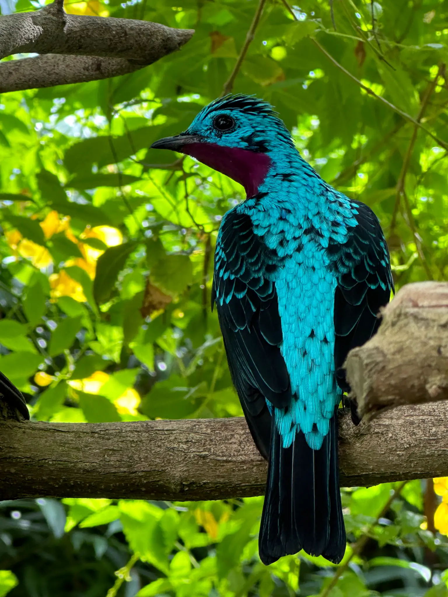 Spangled Cotinga (Cotinga cayana) β electric turquoise feathers and a deep magenta throat patch make this one of the most dazzling birds in the conservatory