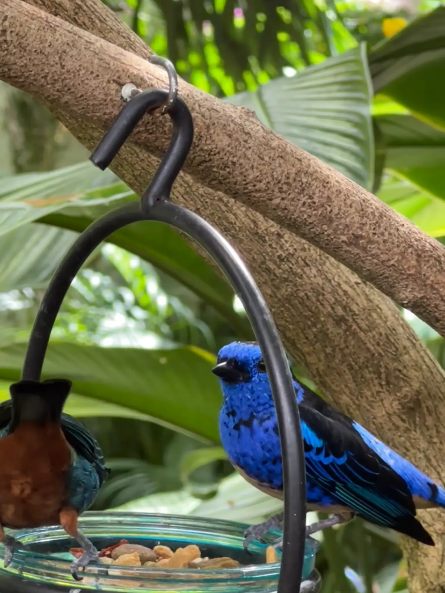 Blue Dacnis (Dacnis cayana) at the feeder β brilliant cobalt blue with black wings, alongside a Green Honeycreeper on the left