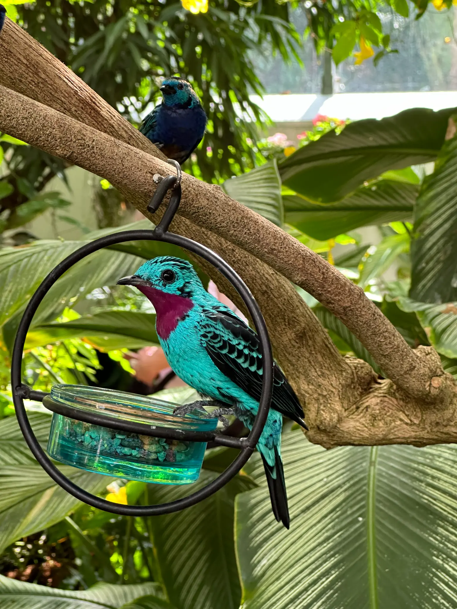 Spangled Cotinga (Cotinga cayana) in the feeder ring with a Blue Dacnis perched above β two jewel-toned birds sharing a moment