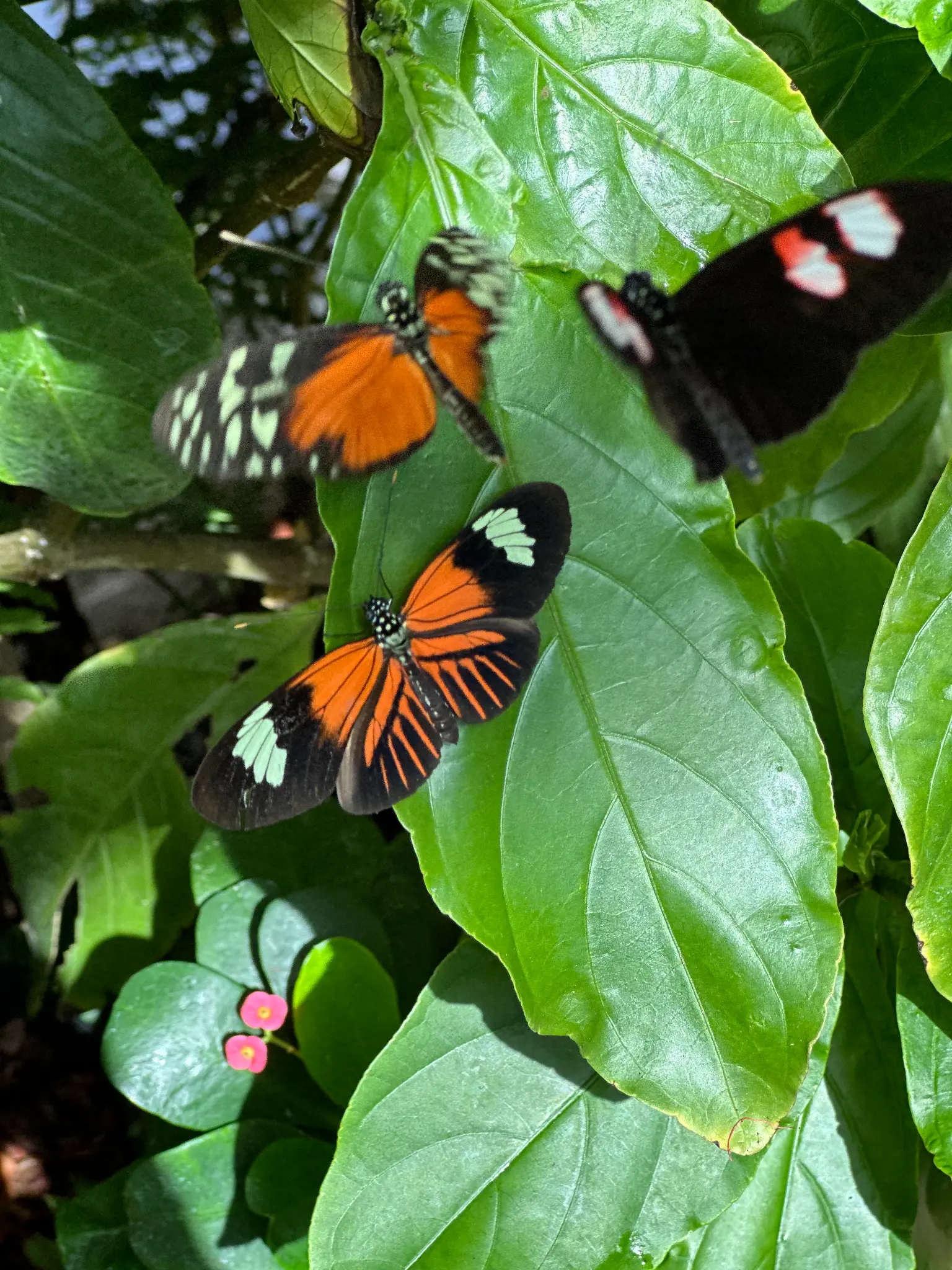 Doris Longwing (Heliconius doris) β three at once, resting on tropical leaves