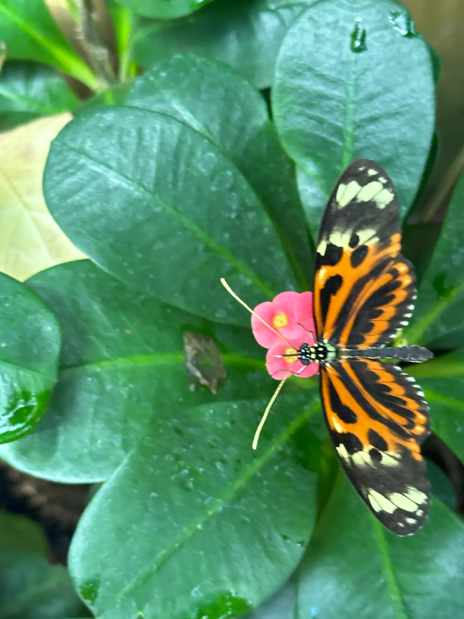 Tiger Longwing (Heliconius hecale) β feeding on a pink bloom