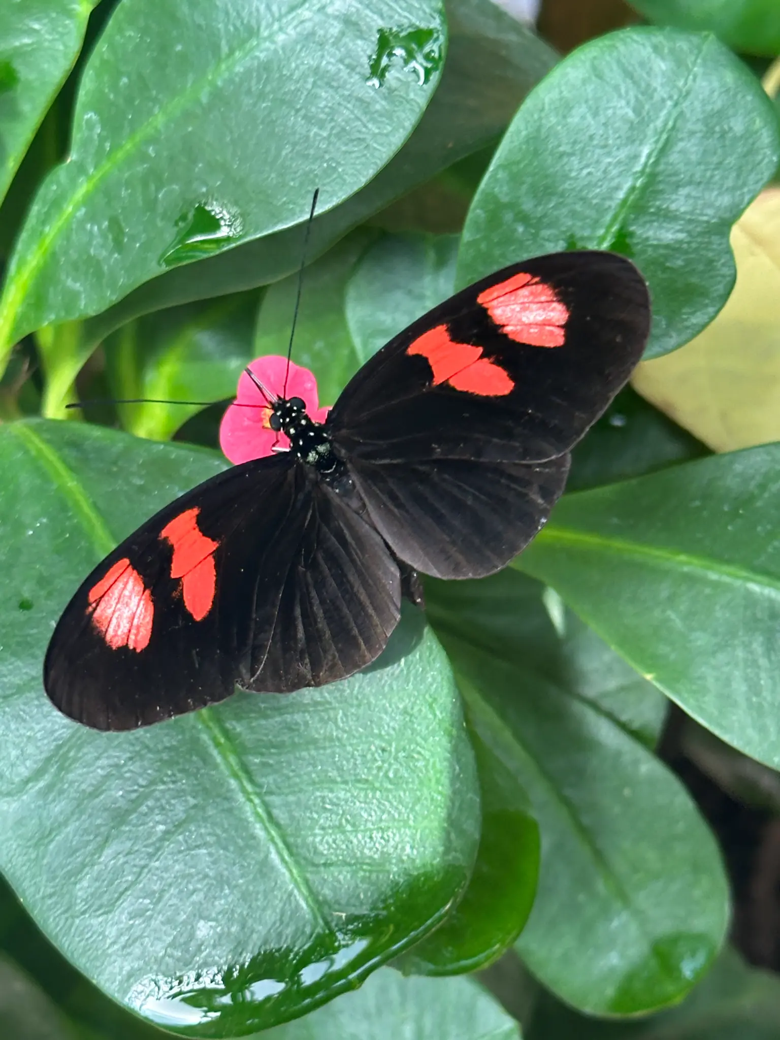 Postman Butterfly (Heliconius melpomene) β deep black wings with vivid red patches