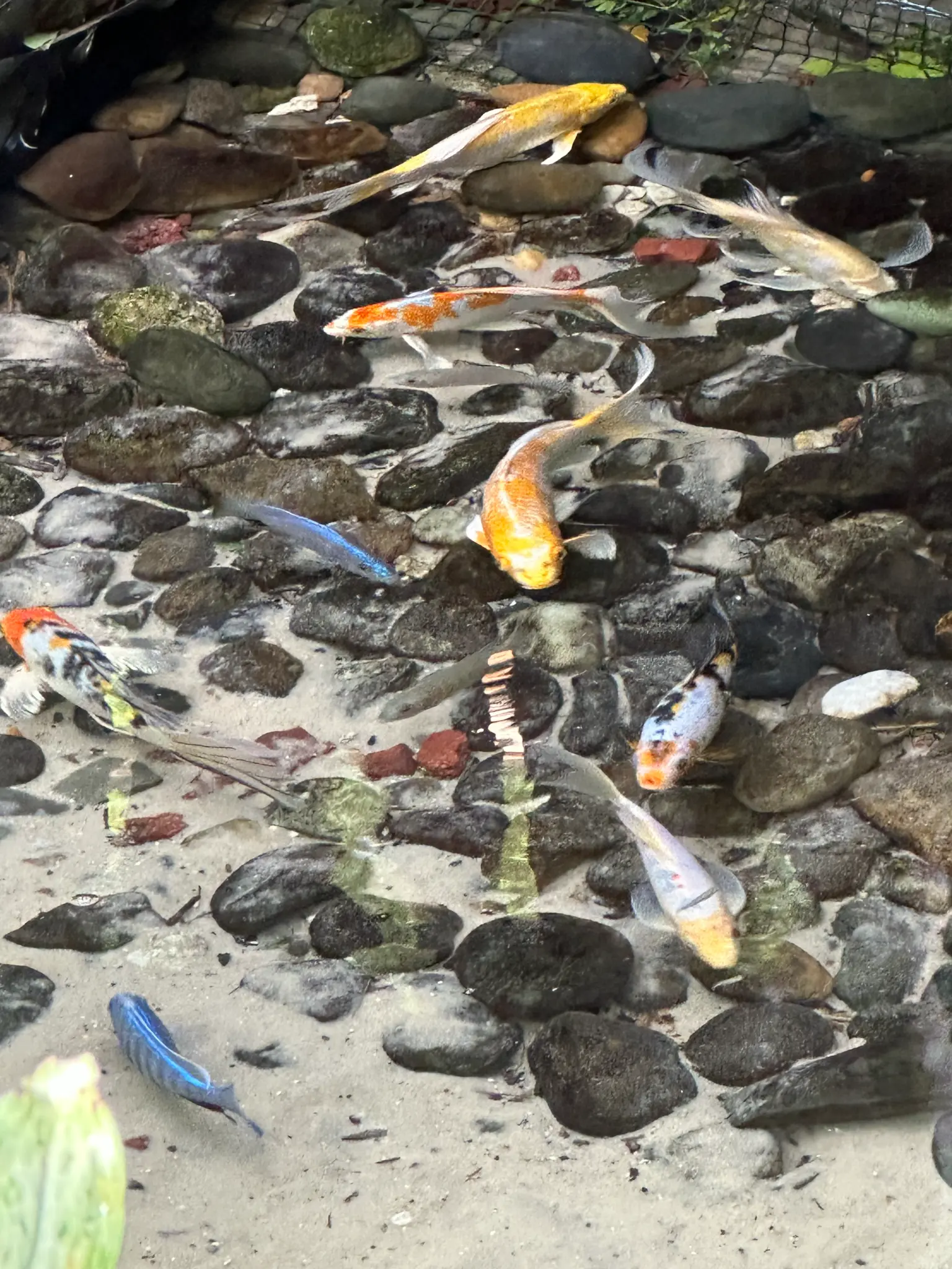 Koi and electric blue fish in the conservatory's shallow stream β the water garden is as enchanting as the butterflies above