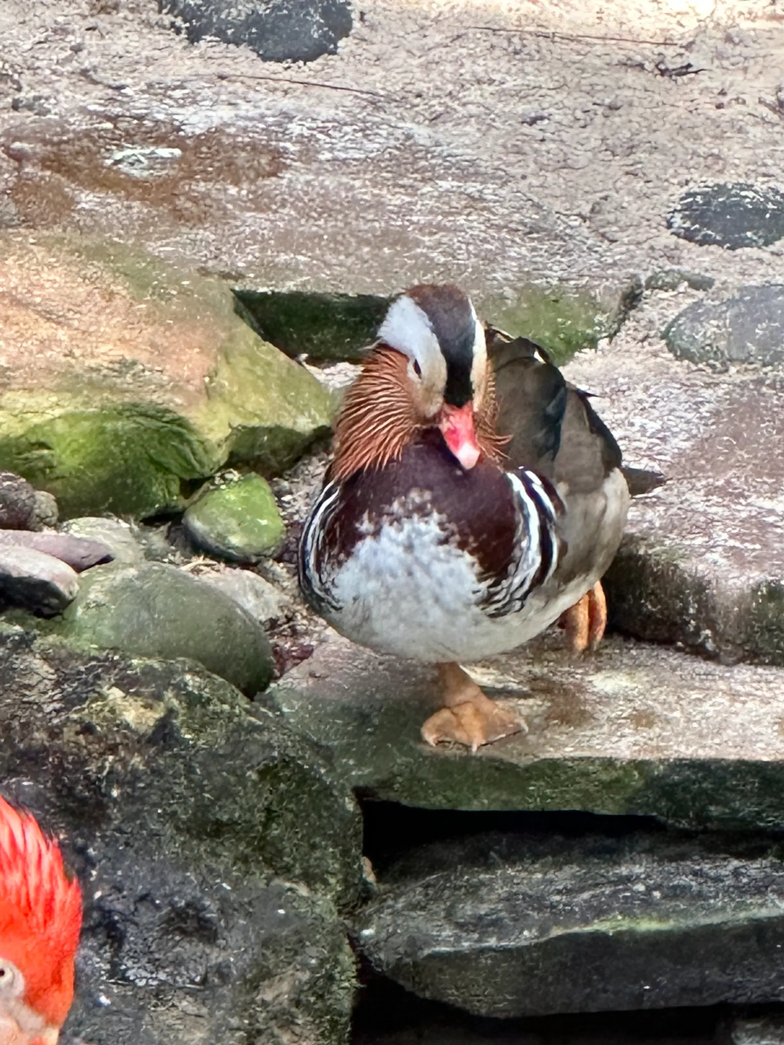 Mandarin Duck (Aix galericulata) β one of the most ornately colored ducks in the world, with chestnut whiskers and a vivid red bill