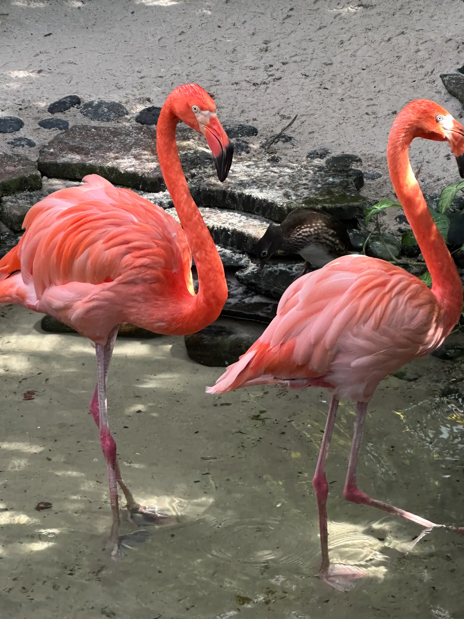 Caribbean Flamingos (Phoenicopterus ruber) wading through the shallows β the most vibrantly coral-pink flamingo species, with a Muscovy Duck resting between them