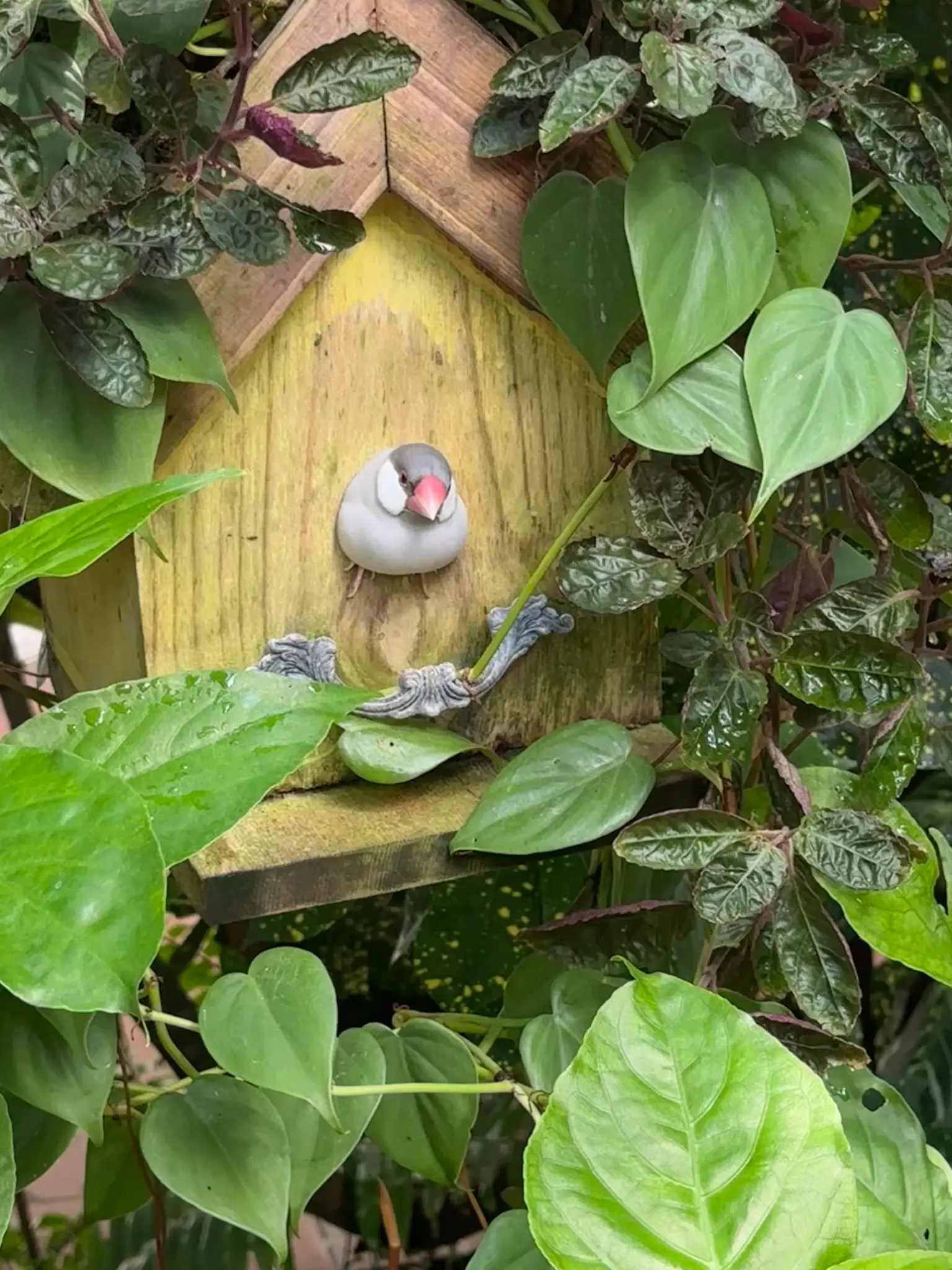 Java Sparrow (Lonchura oryzivora) peeking from its birdhouse β a tiny resident tucked among the tropical vines, with that unmistakable coral-pink bill