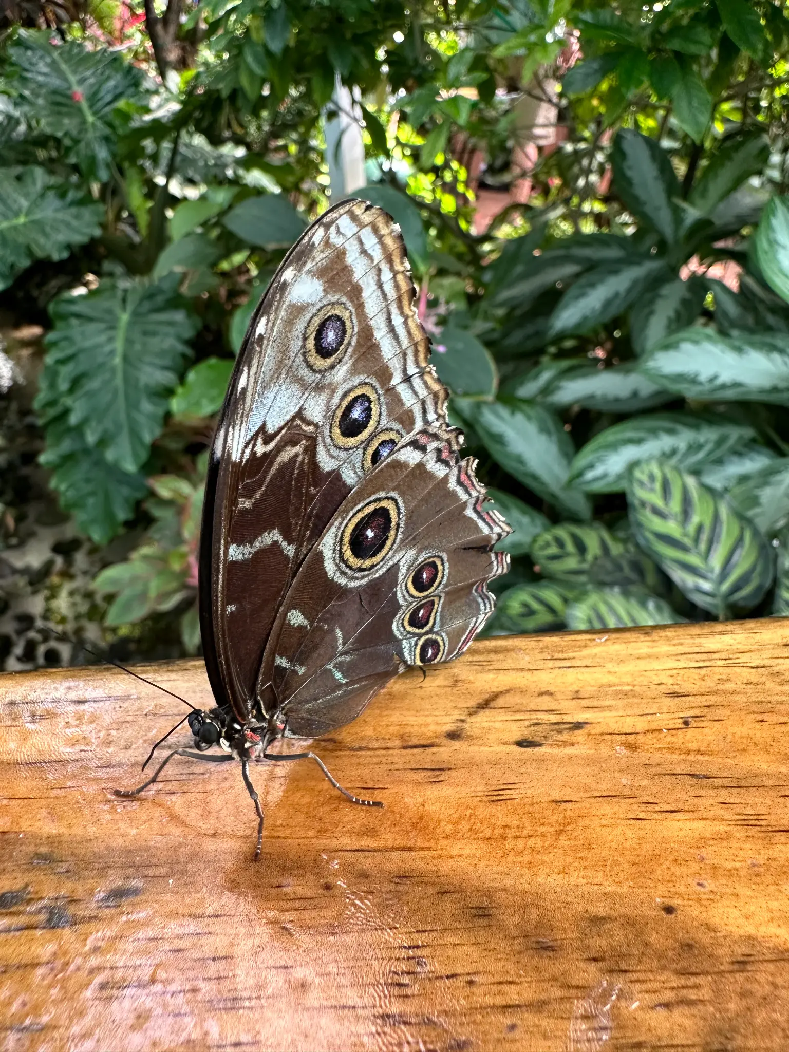 Blue Morpho (Morpho peleides) wings closed β the owl-eye spots on the underside serve as camouflage; open those wings and the iridescent electric blue is breathtaking