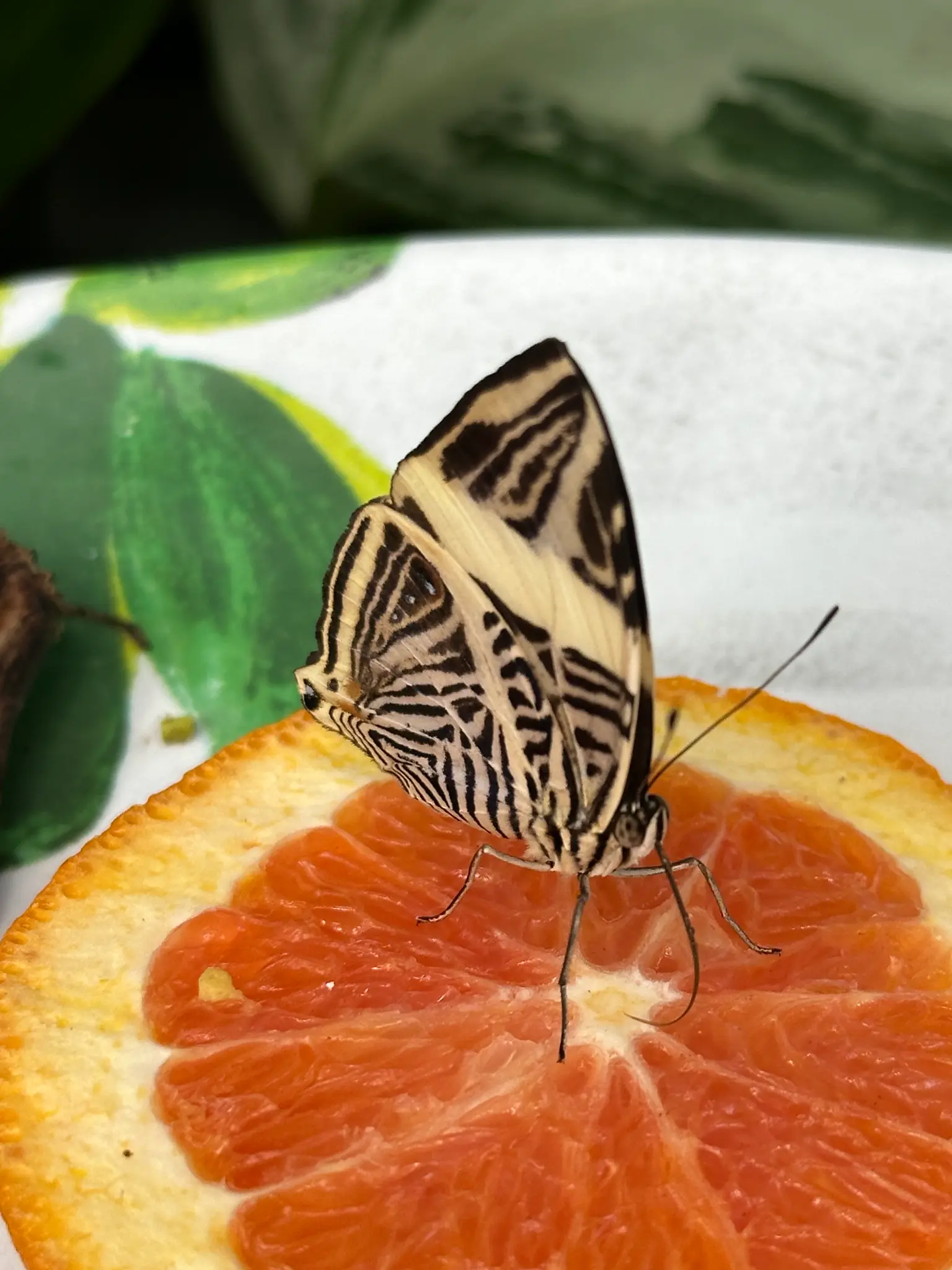 Zebra Mosaic (Colobura dirce) feeding on a grapefruit slice β the bold black-and-white zebra stripes are unmistakable