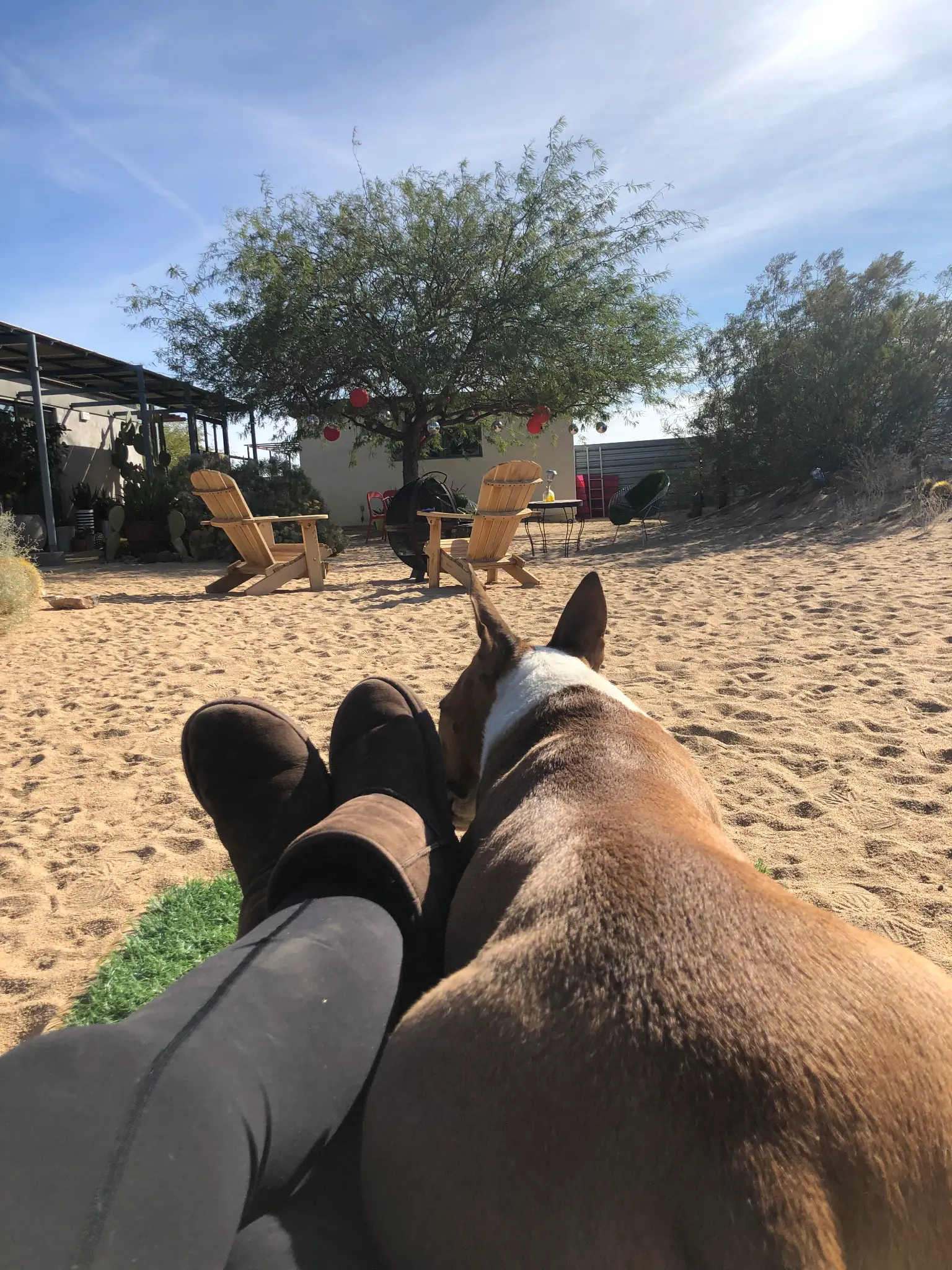 Relaxing in the desert sun at the Landers Airbnb with Adirondack chairs and a mesquite tree