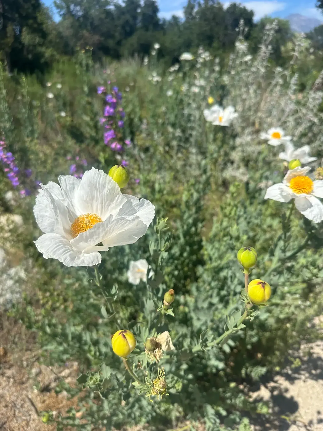 White wildflowers blooming in a sunlit California field β finding joy in the simple things